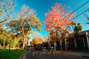 ¿ A qué sabe el otoño?