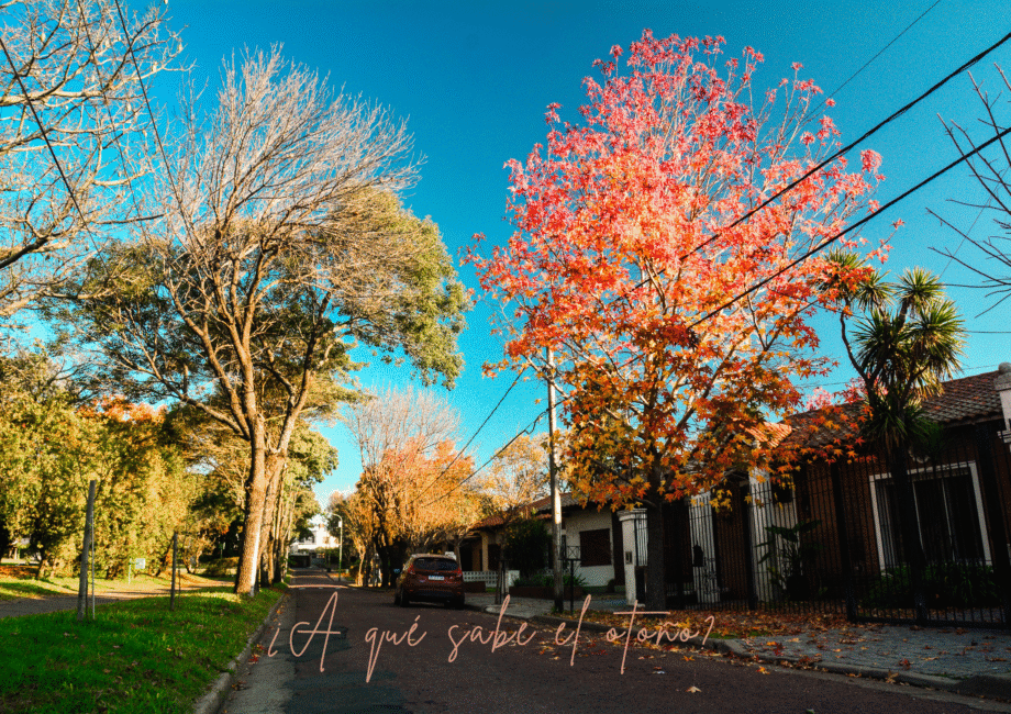 a qué sabe el otoño